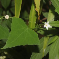 Zehneria thwaitesii (Schweinf.) C.Jeffrey